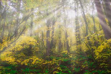 Fototapeta premium 爽やかな空気感が素晴らしい、秋の福島・裏磐梯・五色沼周辺のハイキングコース
