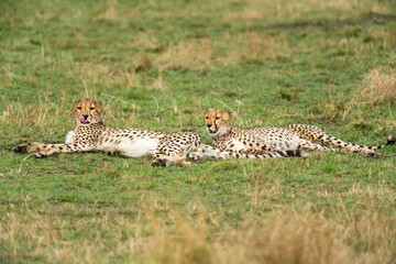 A pair pf cheetahs (Acinonyx jubatus) resting in open grass, Masai Mara, Kenya
