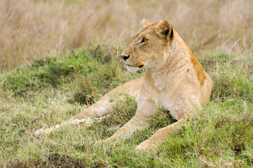 Female lion (panthera leo) resting in tall grass, Masai Mara, Kenya