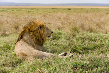 Male lion (panthera leo) resting in tall grass, Masai Mara, Kenya