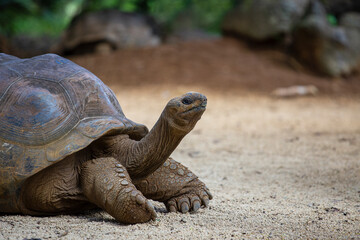 The Seychelles giant tortoise or aldabrachelys gigantea hololissa, also known as the Seychelles domed giant tortoise. Giant turtle in island Mauritius