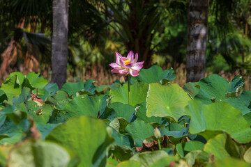 Pink water lotus in botanical garden. Island Mauritius . Close up