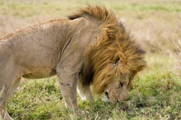 Male lion (panthera leo) smelling ground for scent of mate, Masai Mara, Kenya