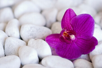 Fototapeta na wymiar Pink Orchid Flower On Pebble