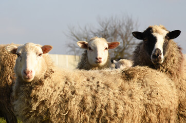 Pasture with sheep in the village. Herd with sheep on a farm in field. Sheep's gaze. Herds in rural area. Ewe during grazing. Forage and Grassland concept. Forages for farm animals. Sheeps on grass.