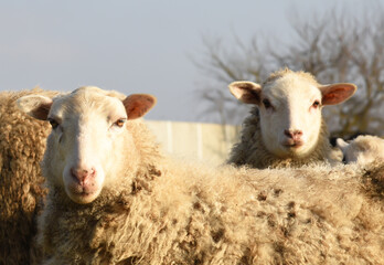 Obraz premium Pasture with sheep in the village. Herd with sheep on a farm in field. Sheep's gaze. Herds in rural area. Ewe during grazing. Forage and Grassland concept. Forages for farm animals. Sheeps on grass.