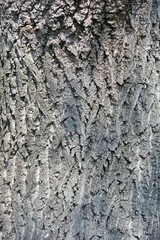 English oak