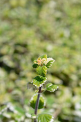 Swedish ivy