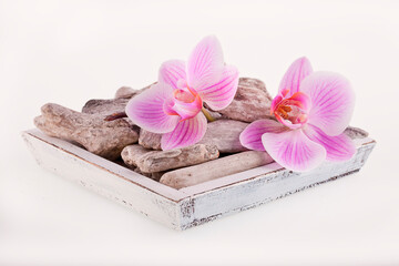 Obraz na płótnie Canvas Close Up Of Pink Orchids And Driftwood