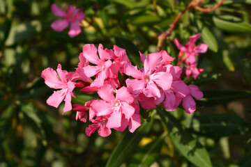 Common oleander