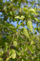 White mulberry