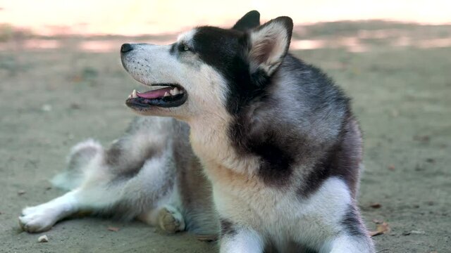 Close-up of a dog's face, a Husky with blue and brown eyes looks directly at the camera. A furry husky  rests. Siberian Husky looking like a wolf. Husky portrait with a summer landscape background