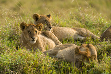 Fototapeta na wymiar Family of lions sitting resting in tall grass (panthera leo), Masai Mara National Game Park Reserve, Kenya, East Africa