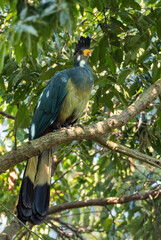 Great Blue Turaco - Corythaeola cristata, beautiful large colored bird from African woodlands and forests, Entebbe, Uganda.