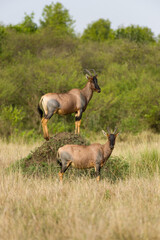Naklejka na ściany i meble A pair of Topi (D. l. jimela) with one standing on grass mound looking for predators, Masai Mara, Kenya