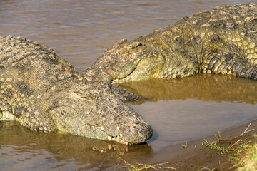 Nile crocodiles (Crocodylus niloticus) basking at river bank, Masai Mara, Kenya