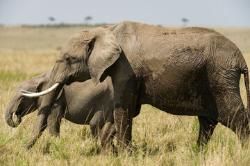 African bush elephant with juvenile Loxodonta africana) eating grass, Masai Mara National Reserve, Kenya, East Africa
