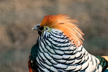 Diamond pheasant in a zoo, a bird of a number of chickens, a colored bird.