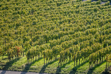 Fototapeta na wymiar autumn leaves on rows of vines in vineyards near Unterturkheim, Germany
