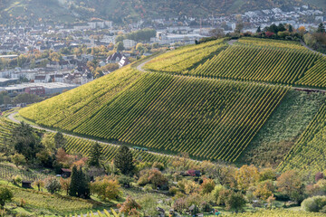 Fototapeta premium colorful vineyards on hill above Untertukheim borough, Germany