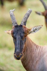 Topi (Damaliscus lunatus jimela), Maasai Mara, Kenya