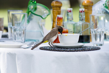 Common or dark capped Bulbul (Pycnonotus barbatus) searching for food on a dining table, Masai Mara, Kenya