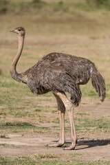 A female ostrich or common ostrich (Struthio camelus) standing in dry grass on a sunny day, Masai Mara, Kenya