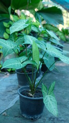 background leaf green heart shape wall decoration teenage room  