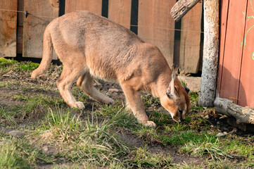 Close up of a caracal, a rare species of cat.