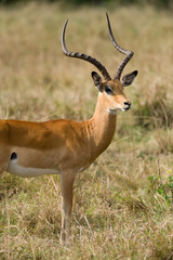 Male Impala gazelle (Aepyceros melampus), Maasai Mara, Kenya