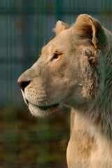 Rare and endangered species of white lions, zoo and animal life in it.