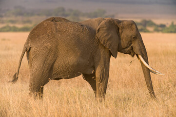 Fototapeta premium Lone African Bush Elephant (Loxodonta africana) walking in tall grass, Masai Mara, Kenya