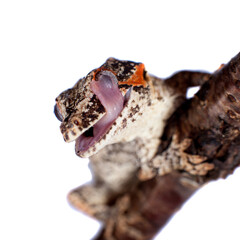 The gargoyle, New Caledonian bumpy gecko on white
