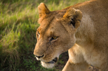 Female lion walking (panthera leo), Masai Mara National Game Park Reserve, Kenya, East Africa