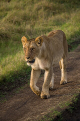 Fototapeta na wymiar Female lion walking (panthera leo), Masai Mara National Game Park Reserve, Kenya, East Africa