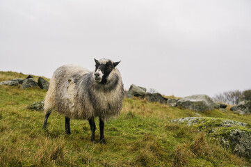 Fototapeta premium Rugged sheep with wet wool on autumn grass. The concept of animal husbandry.