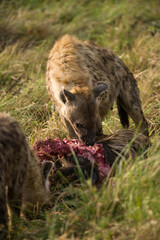 Spotted Hyena (Hyaenidae) feeding on wildebeest carcass, Masai Mara, Kenya
