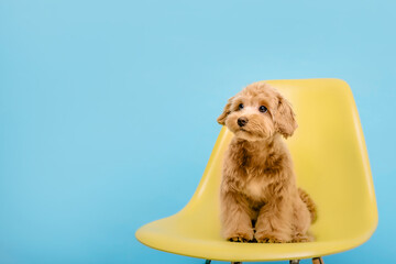 Maltipoo dog. Adorable Maltese and Poodle mix Puppy. Dog on Blue background. Banner © OlgaOvcharenko
