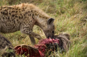 Poster Gevlekte hyena (Hyaenidae) die zich voedt met gnoeskarkas, Masai Mara, Kenia © James