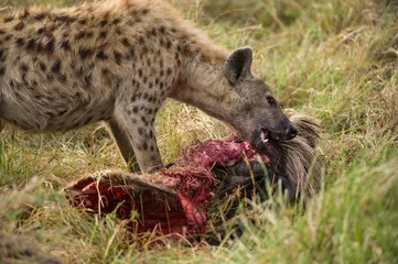 Photo sur Plexiglas Hyène L& 39 Hyène tachetée (Hyaenidae) se nourrissant de carcasses de gnous, Masai Mara, Kenya
