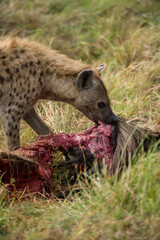 Spotted Hyena (Hyaenidae) feeding on wildebeest carcass, Masai Mara, Kenya