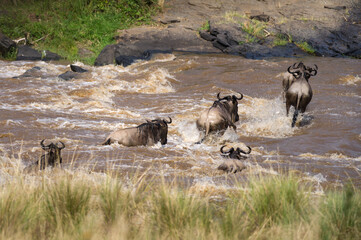 A herd of blue wildebeest (Connochaetes taurinus mearnsi) crossing a river during migration, Masai...