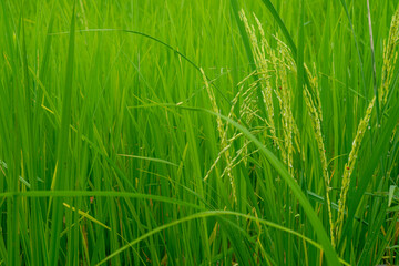 green grass in the wind
