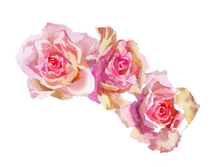 3 pink roses watercolor isolated on white background seamless pattern for all prints.