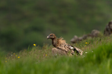 Griffon vulture searching for food. Vultures moving in the Bulgarian mountains. Scavengers near the carcass. Wildlife in Rhodope mountains.