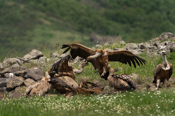 Griffon vulture searching for food. Vultures moving in the Bulgarian mountains. Scavengers near the carcass. Wildlife in Rhodope mountains.
