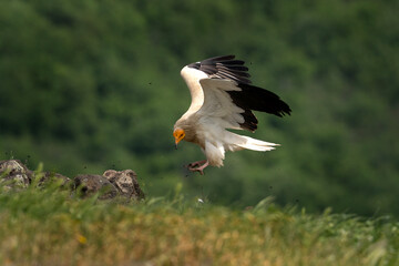 Egyptian vulture searching for food. Vultures moving in the Bulgarian mountains. Scavengers near the carcass. Wildlife in Rhodope mountains.