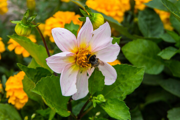 Bumblebee sitting on a beautiful pink flower. Close up on a green background 