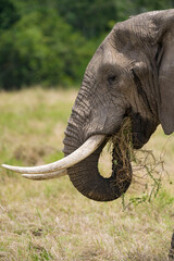 Obraz premium African bush elephant (Loxodonta africana) eating grass, Masai Mara National Reserve, Kenya, East Africa