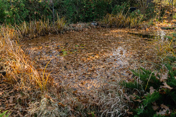 Magic pond is strewn with golden autumn red oak leaves. Evergreen and aquatic plants grow on shore. Golden autumn in beautifully autumnal garden pond. Landscaped garden. Atmosphere of relaxation.